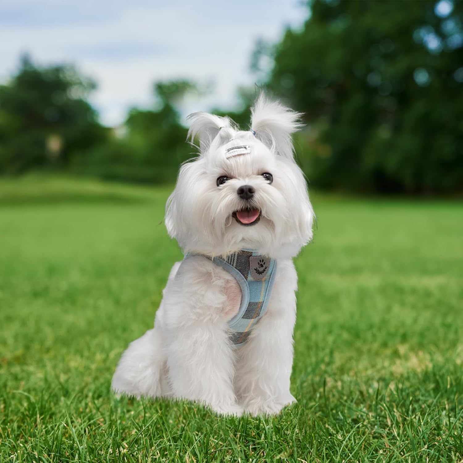 EXPAWLORER Arnés clásico para perro a cuadros, collar y correa para perro pequeño, de malla suave, acolchado, ajustable, sin tirones, reflectante, a