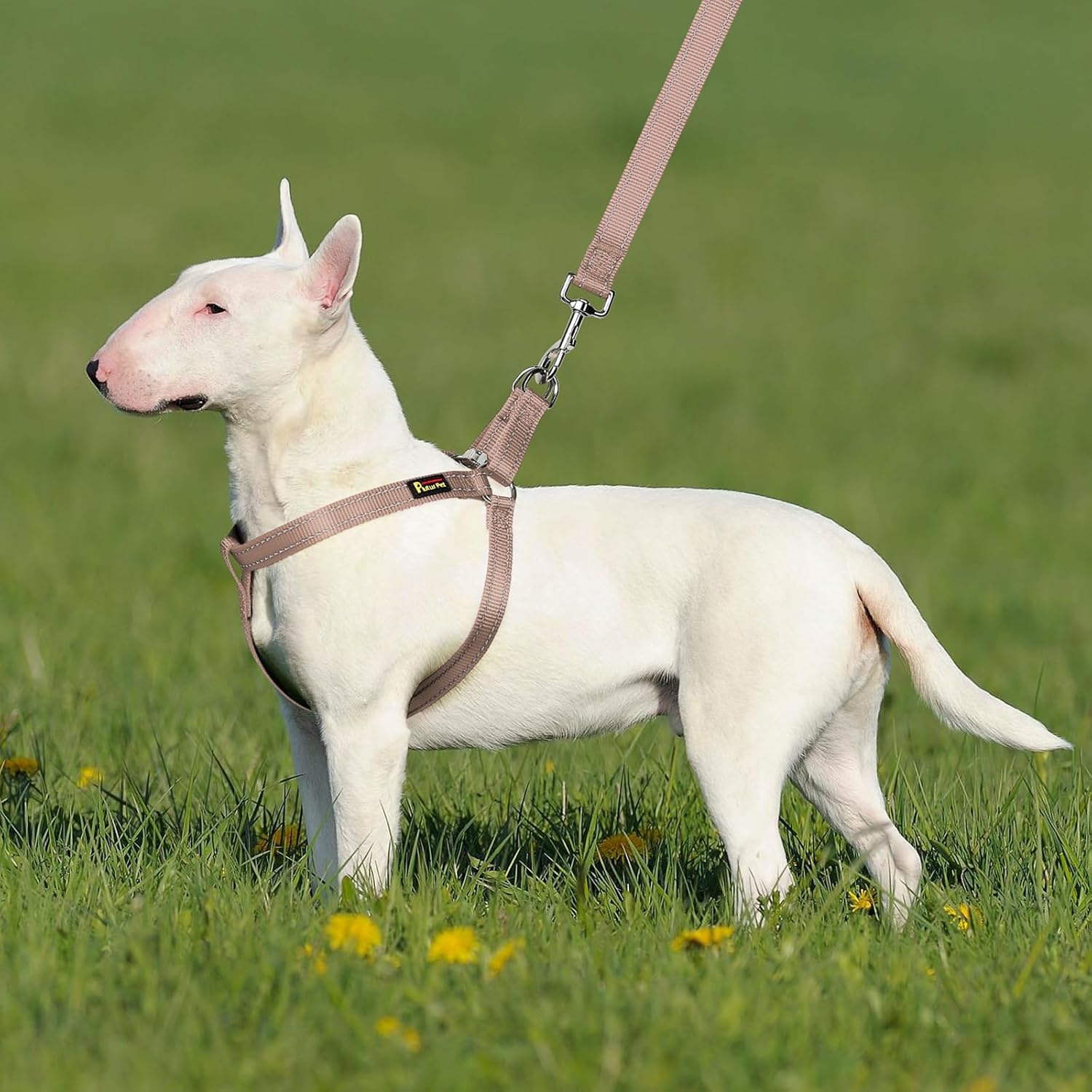 Plutus Pet Step in Arnés para perro, reflectante, ajustable y seguro con hebillas de metal, arnés para perro de fácil paseo para cachorros, perros