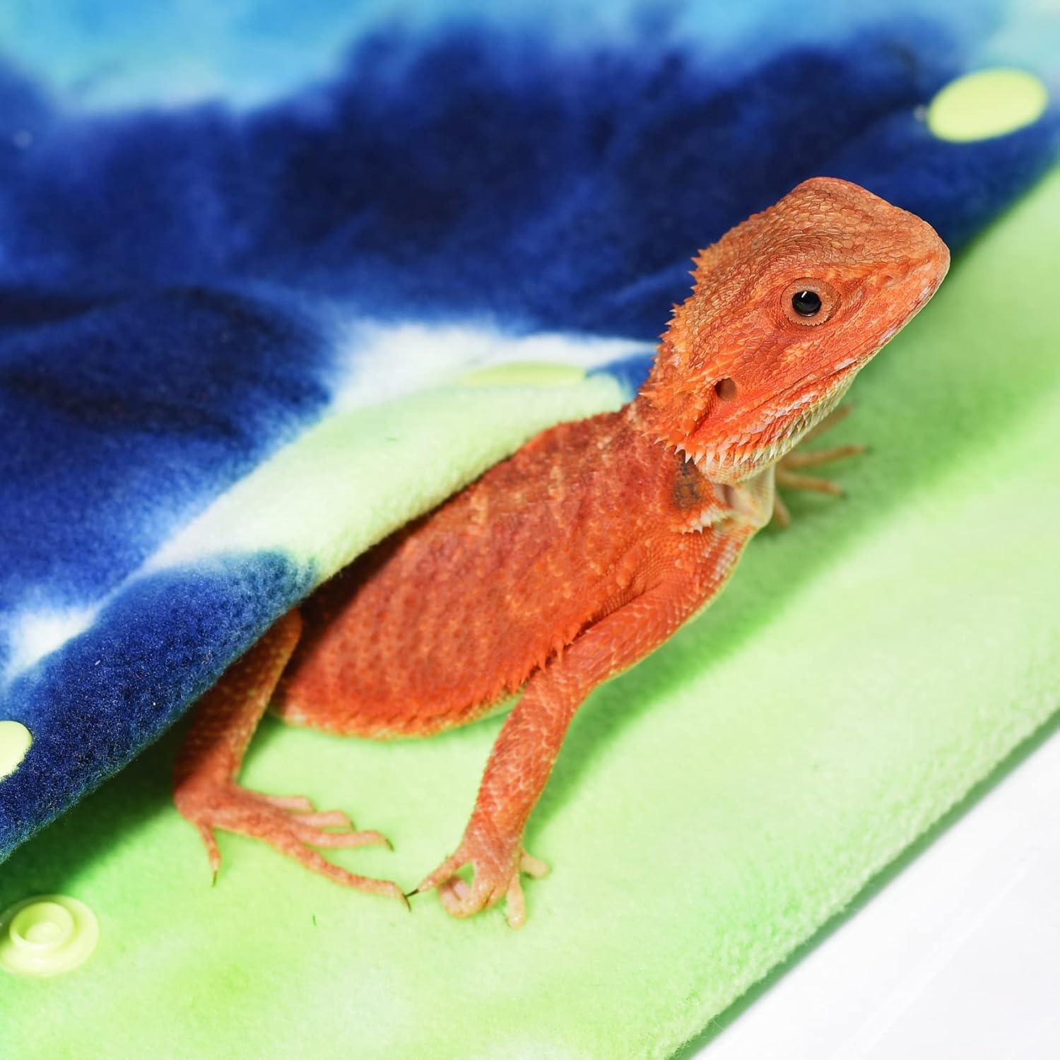 LIKZINWA Transportador de animales pequeños, portador de lagartos con dragón barbudo y transportador de reptiles con correa ajustable (azul-verde)