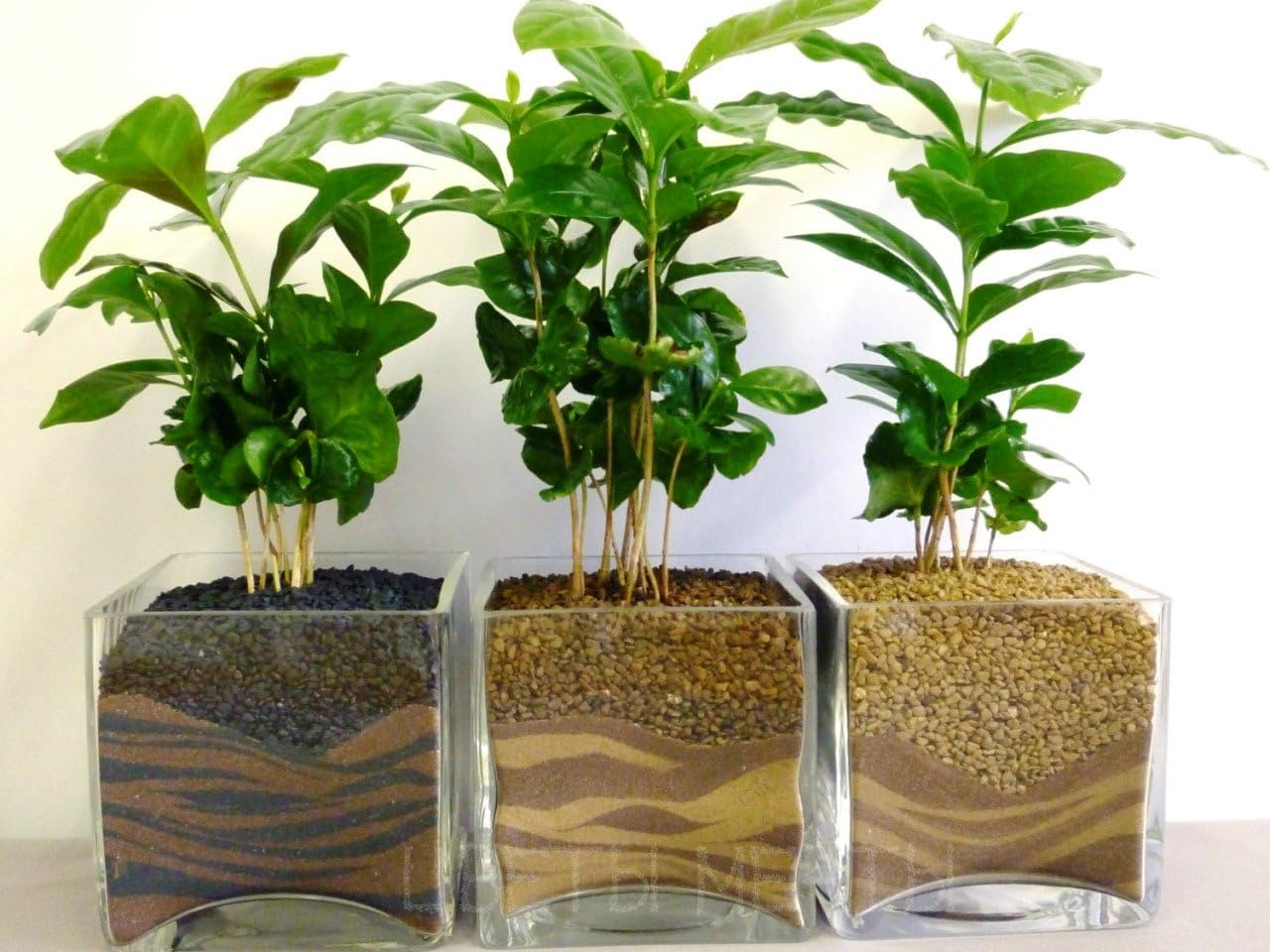 Semillas Árbol de café árabe Enano Montaña Perenne Jardín Flores para Plantar No GMO