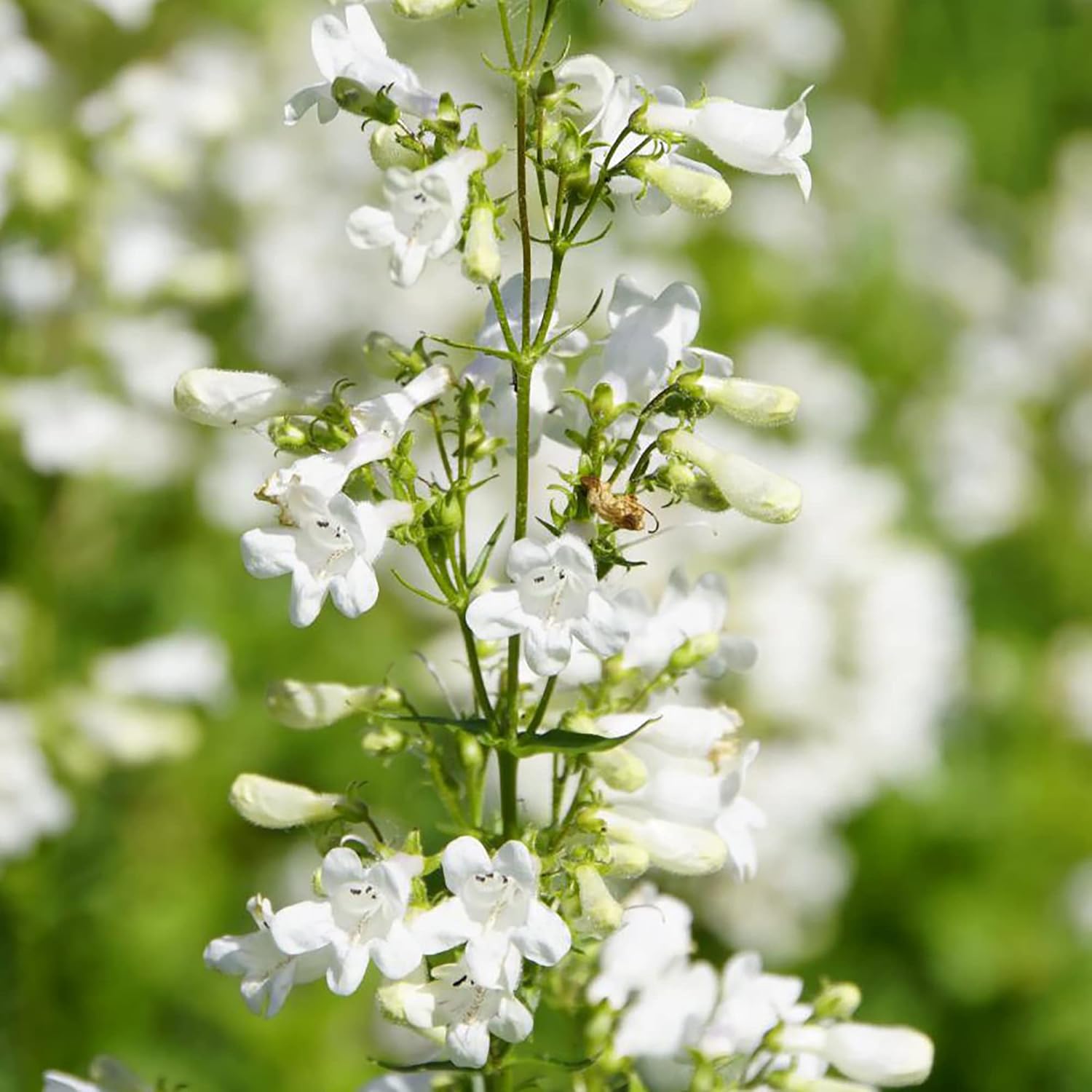 YEGAOL Garden – Semillas de lengua de barba de dedalera Penstemon Digitalis, flores de corte perenne, tolerantes a la sequía, resistentes a los