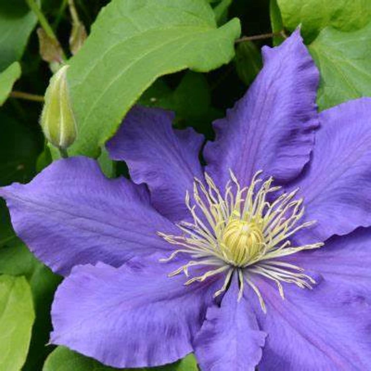 CHUXAY GARDEN Clematis Chevalier, Clematis Chevalier, Clematis de flores grandes tempranas, resistentes, encantadoras flores que crecen rápido,