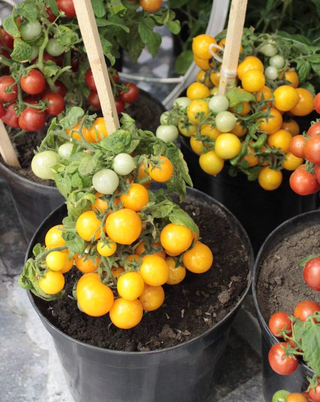 Semillas de tomate enano de interior amarillo determinan reliquia no transgénica