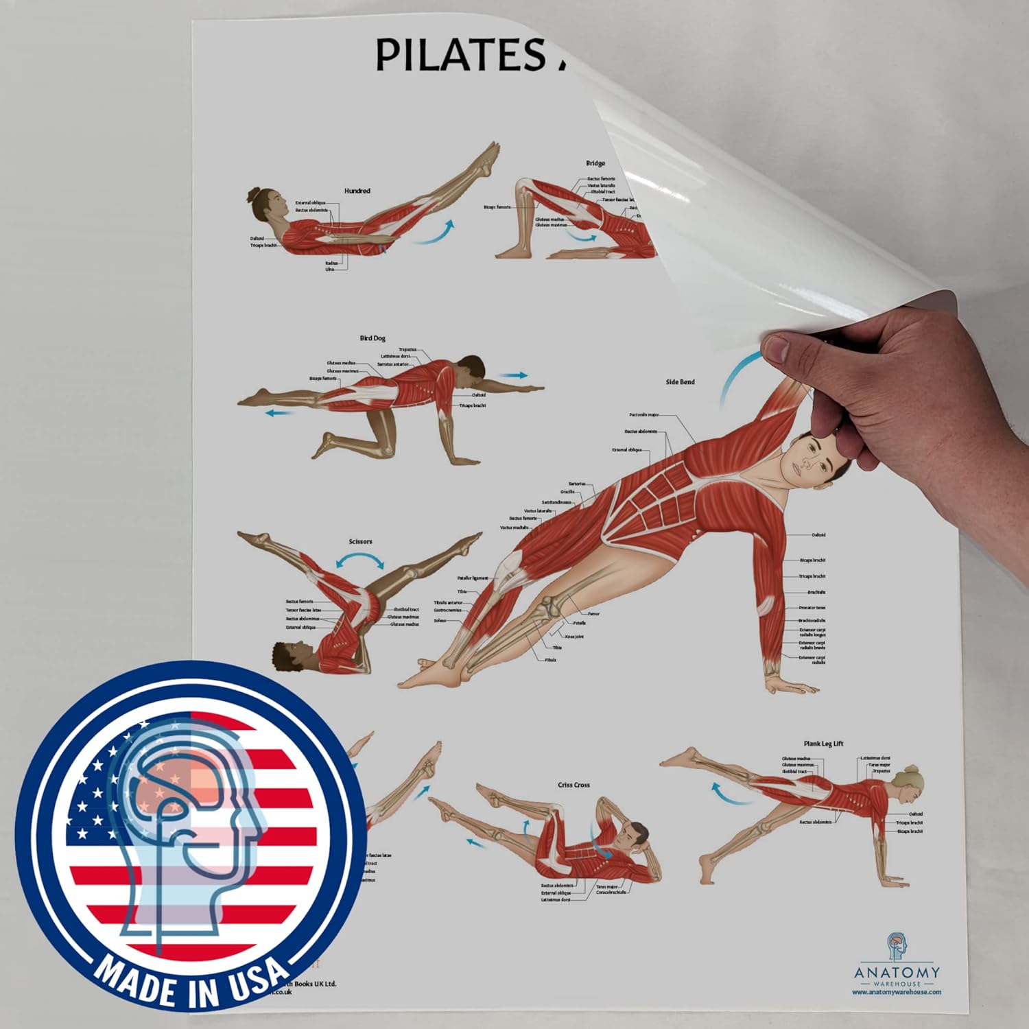 Anatomy Lab Paquete de 5 pósteres de anatomía, laminado, muscular, esquelético, yoga, estiramiento y pilates, póster de anatomía y fisiología, 17.3