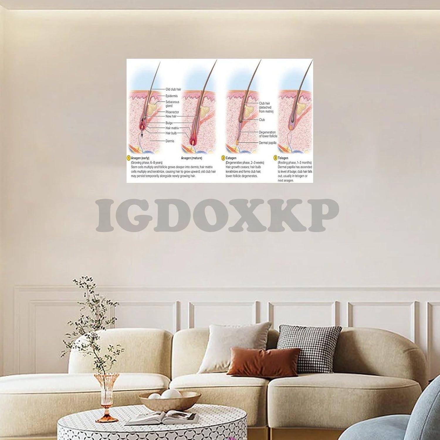 MAXCBD Póster de diagrama de estructura capilar de folículo piloso, póster científico del ciclo de crecimiento del cabello, póster de conocimiento
