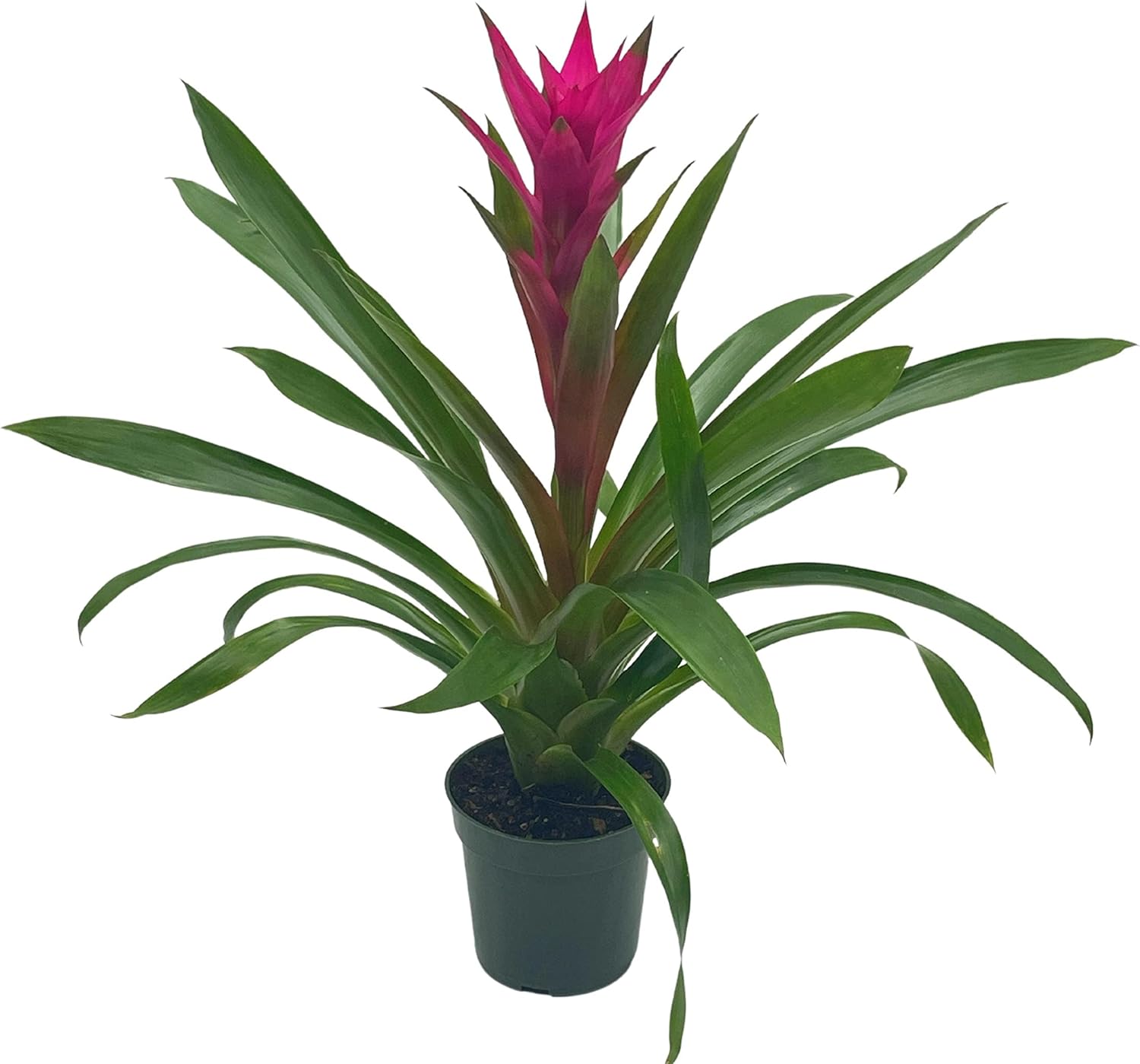 BubbleBlooms Bromelia púrpura en maceta de 4 pulgadas Guzmania monostachia West Indian Tufted Airplant