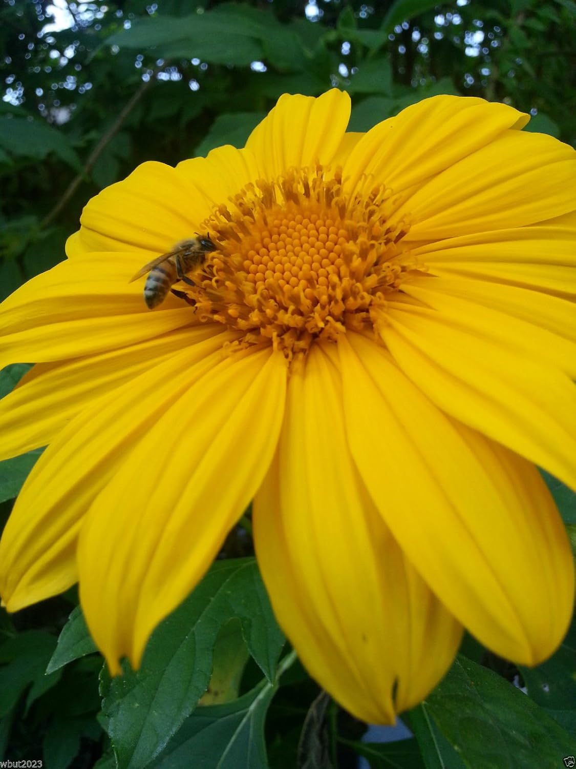 Semillas de Girasol Mexicanas – Amarillo – 100 Semillas (Tithonia Speciosa Yellow Torch)