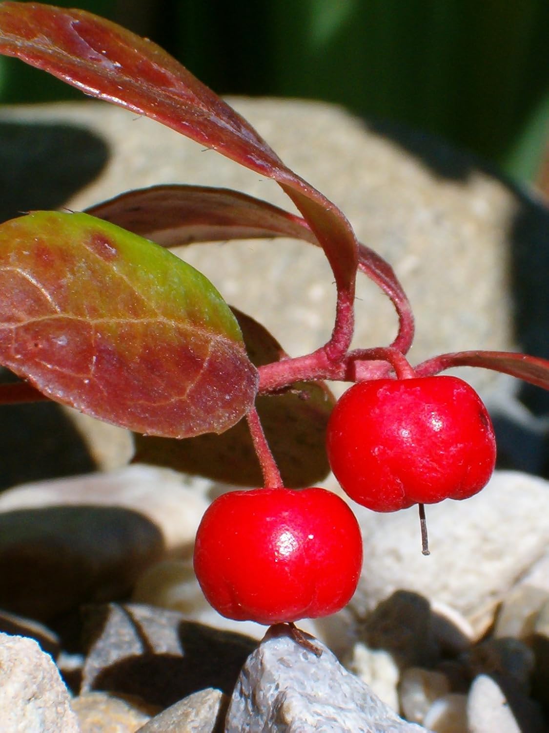 20 semillas de flores de hoja perenne de Gaultheria Procumbens de color verde invernalTEABERRY