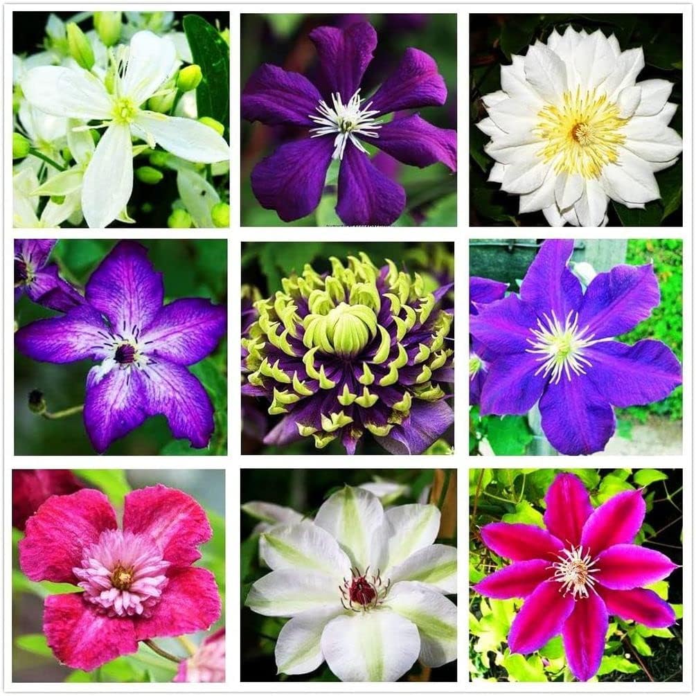 Clematis Mixed Colors 20Seeds Wonderful Blooms 20+ Semillas de vid perennes (Clematis 1)