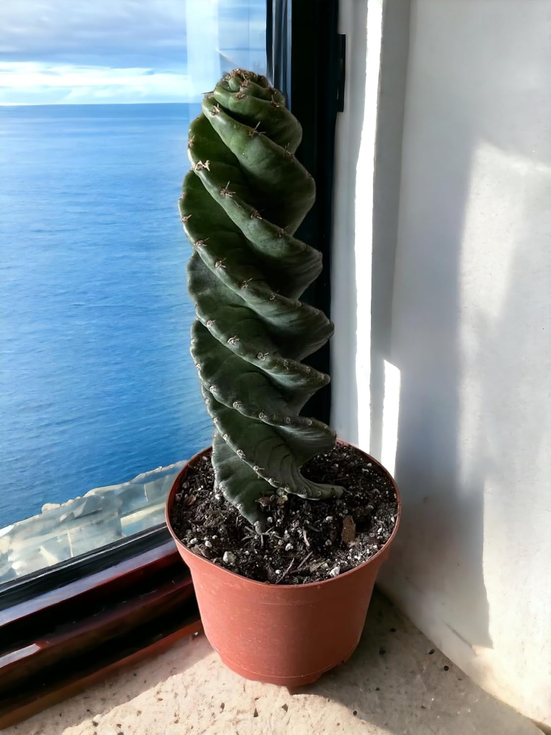 Cactus espiral  Cereus forbesii ‘Spiralis’  Suculenta rara retorcida  Cactus Tornado  Plantas de interior con raíces vivas (9 pulgadas)