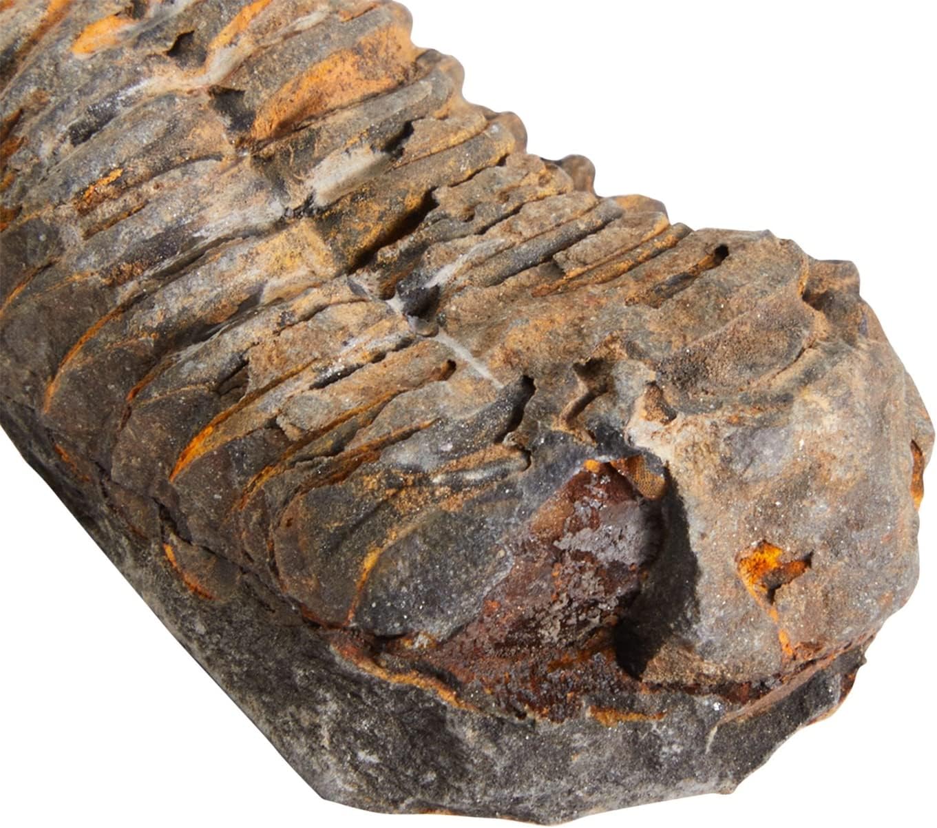 Okuna Outpost Paquete de 20 réplicas de hueso real de Marruecos, trilobite, ortodoceras, diente de tiburón, amonita