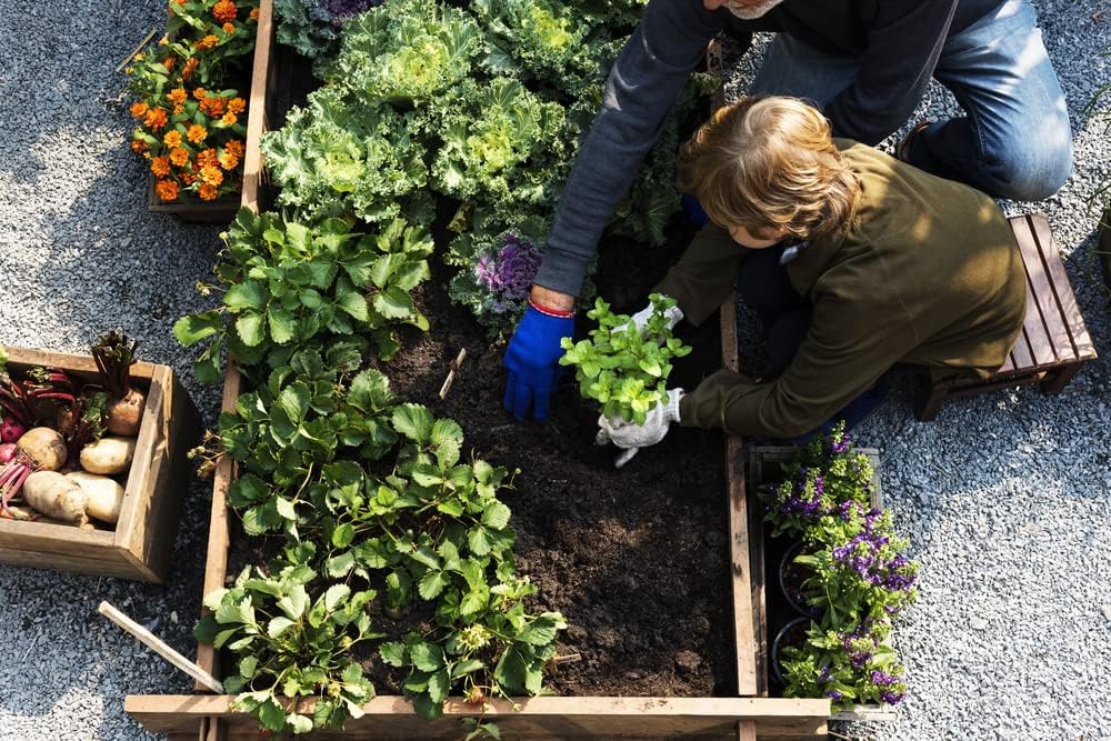 Pecas semillas de lechuga romana, más de 1000 semillas tradicionales por paquete, semillas de jardín de Isla (semillas de jardín de Isla), semillas