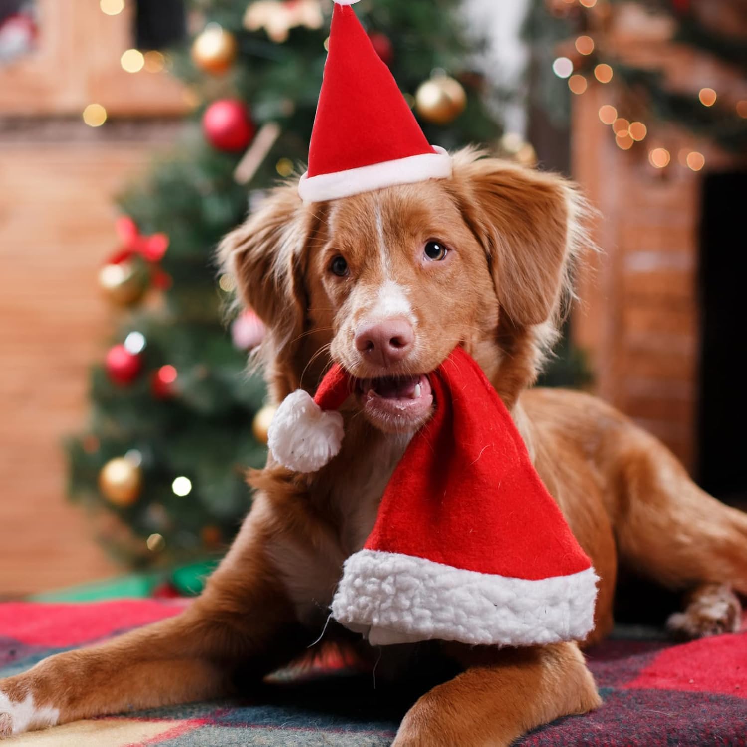 iplusmile 3 juegos de suministros de Navidad para mascotas, bufanda y sombrero para perros, collares para cachorros pequeños, disfraz de Papá Noel,