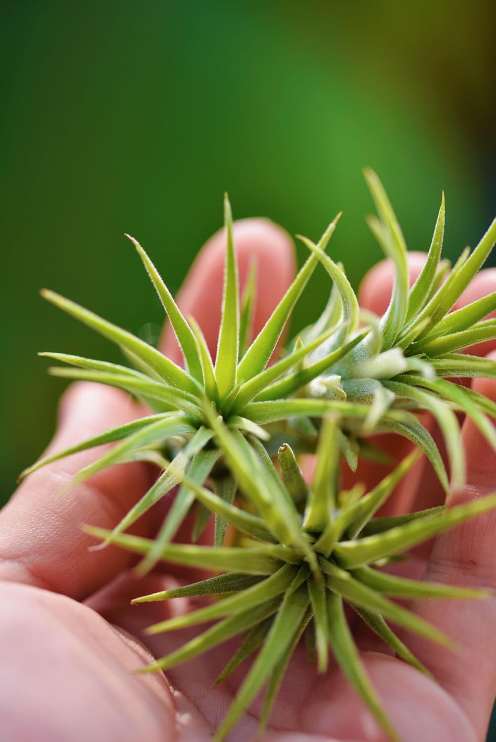 Air Plants Live – Decoración para el hogar y el jardín – Plantas de casa vivas – Fácil cuidado (6 piezas)