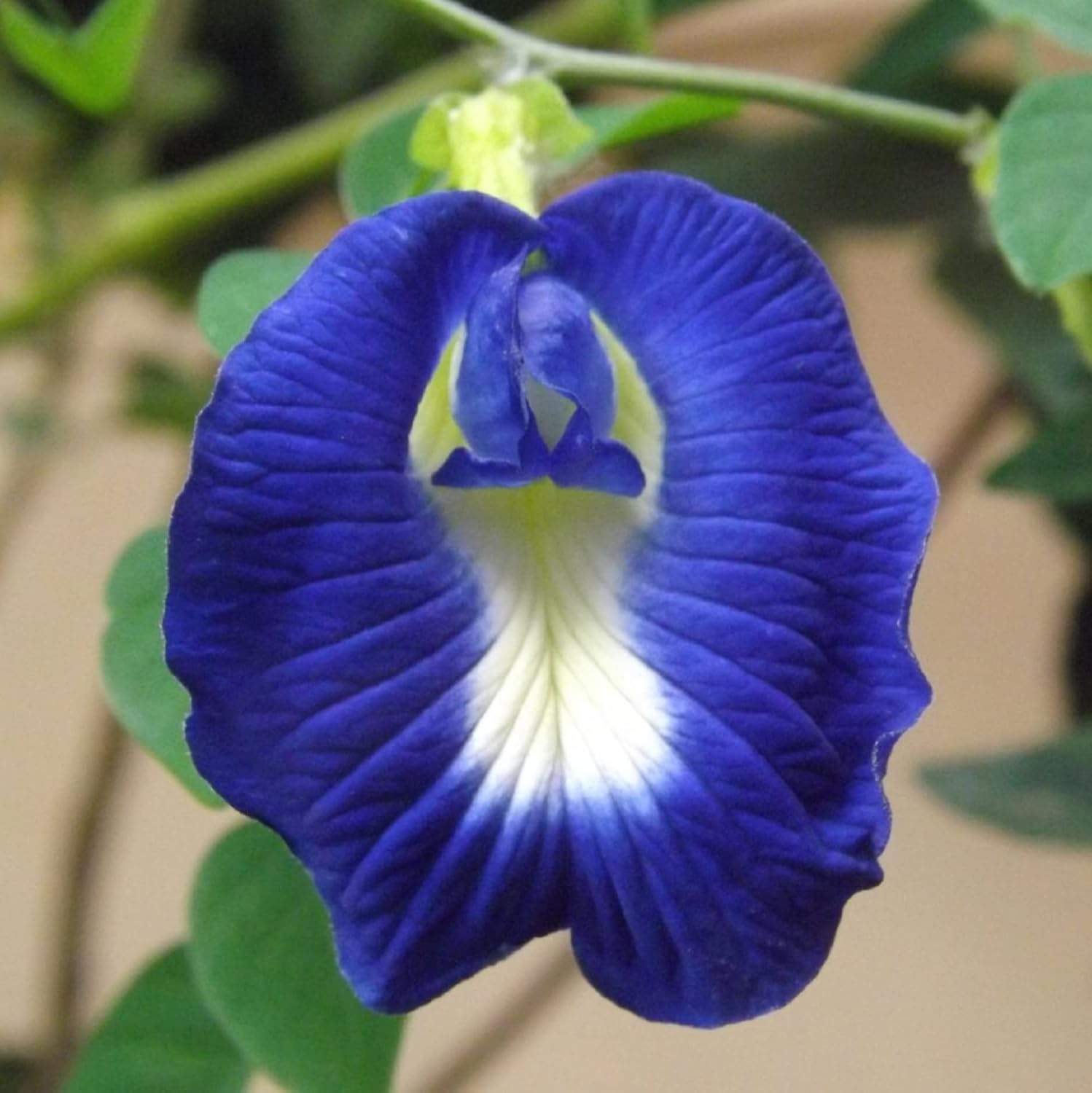 CHUXAY GARDEN 10 semillas de ternata de clitoria azul, alas de paloma asiáticas, Bluebellvine, guisante azul, guisante mariposa, guisante cordofan,