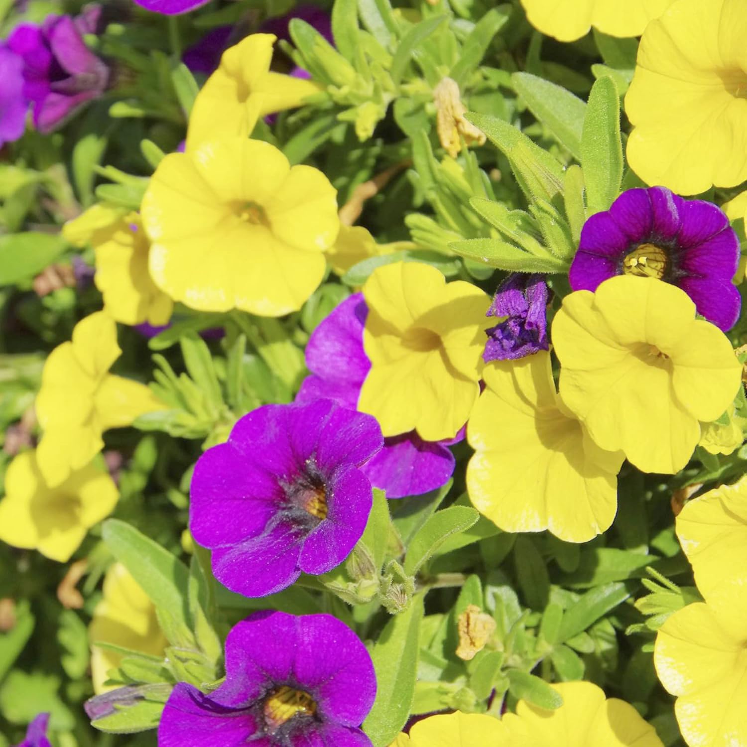 YEGAOL Garden – Semillas de Calibrachoa mixtas atrae anualmente polinizadores, cestas colgantes, camas para exteriores, 100 semillas de flores