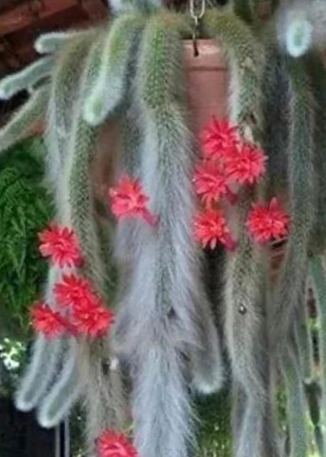 Cactus de cola de mono de 4 pulgadas (Cleistocactus Colademonis) – Fácil de cultivar en interioresexteriores, luz solar indirecta. Suelo bien