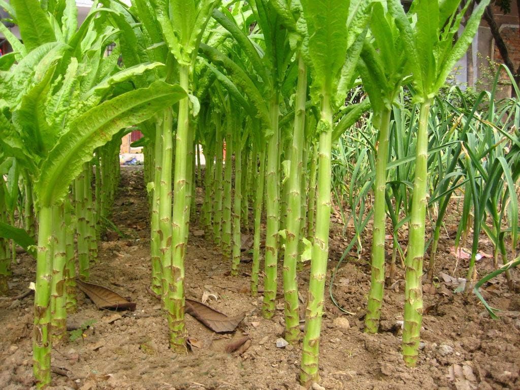 Semillas Vegetales Espárragos Hojas de Lechuga Heirloom para Ensaladas – 1000 Semillas