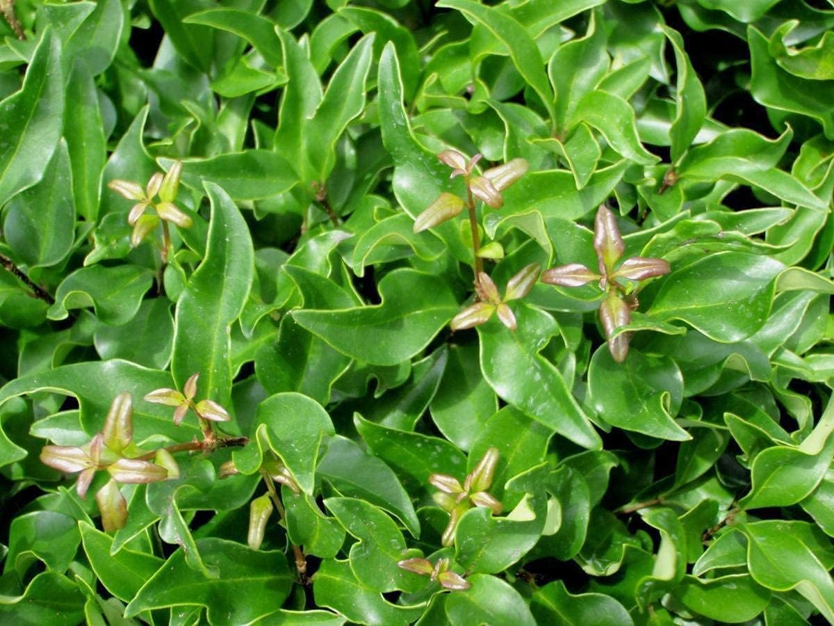 Privet de hoja rizada  Plantas de 2 galones grandes  Ligustrum Japonicum Recurvifolium  Seto de arbustos de privacidad con floración de hoja perenne