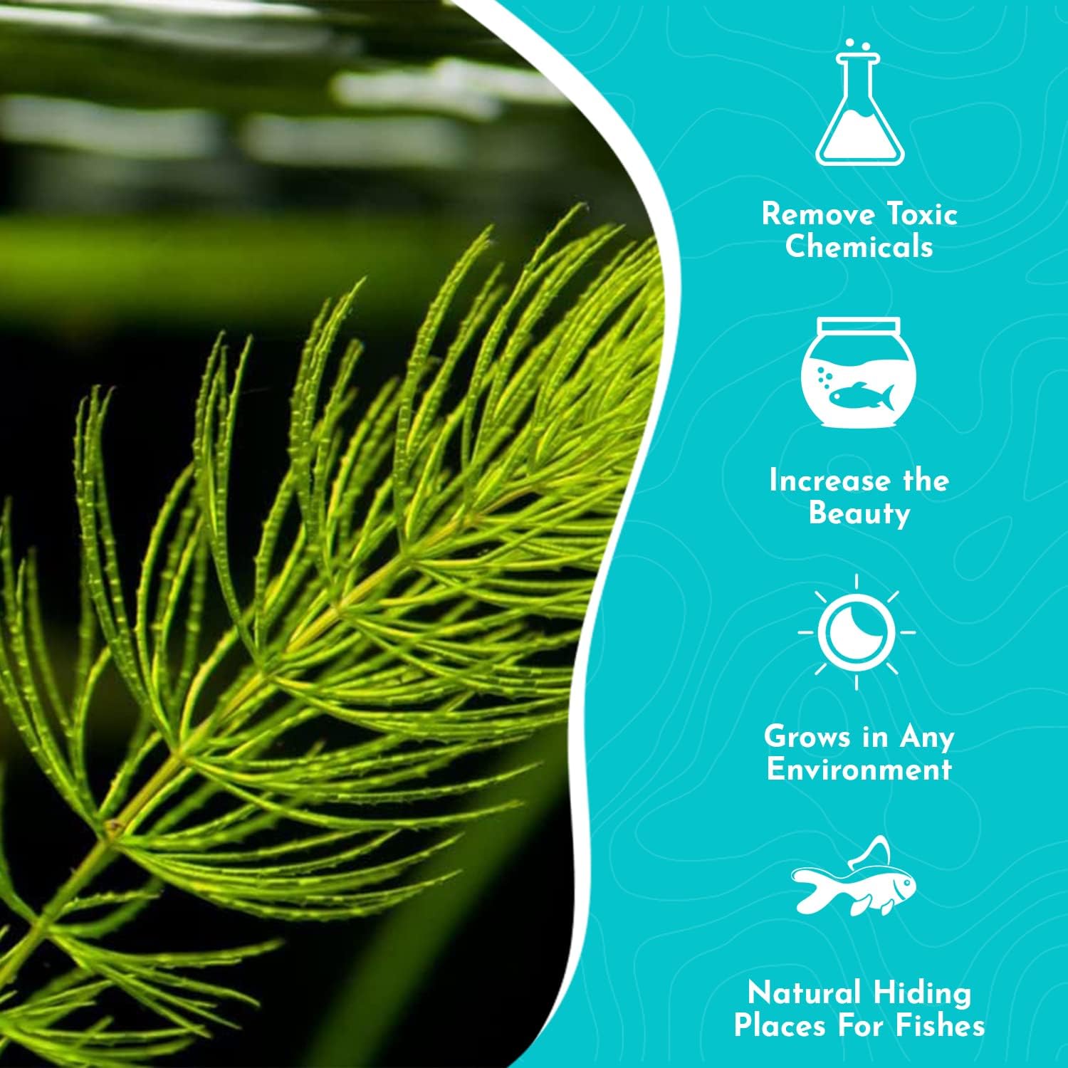 CANTON AQUATICS Live Aquarium 1 Hornwort – Excelente oxigenador – Planta fácil de mantener – Eliminación del exceso de nitratos – Promueve la alta
