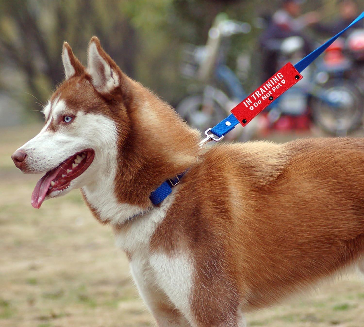 in Training Do Not Pet – Divertida correa roja para perro, envoltura de correa para perros que caminan, regalo para perros y dueños de perros