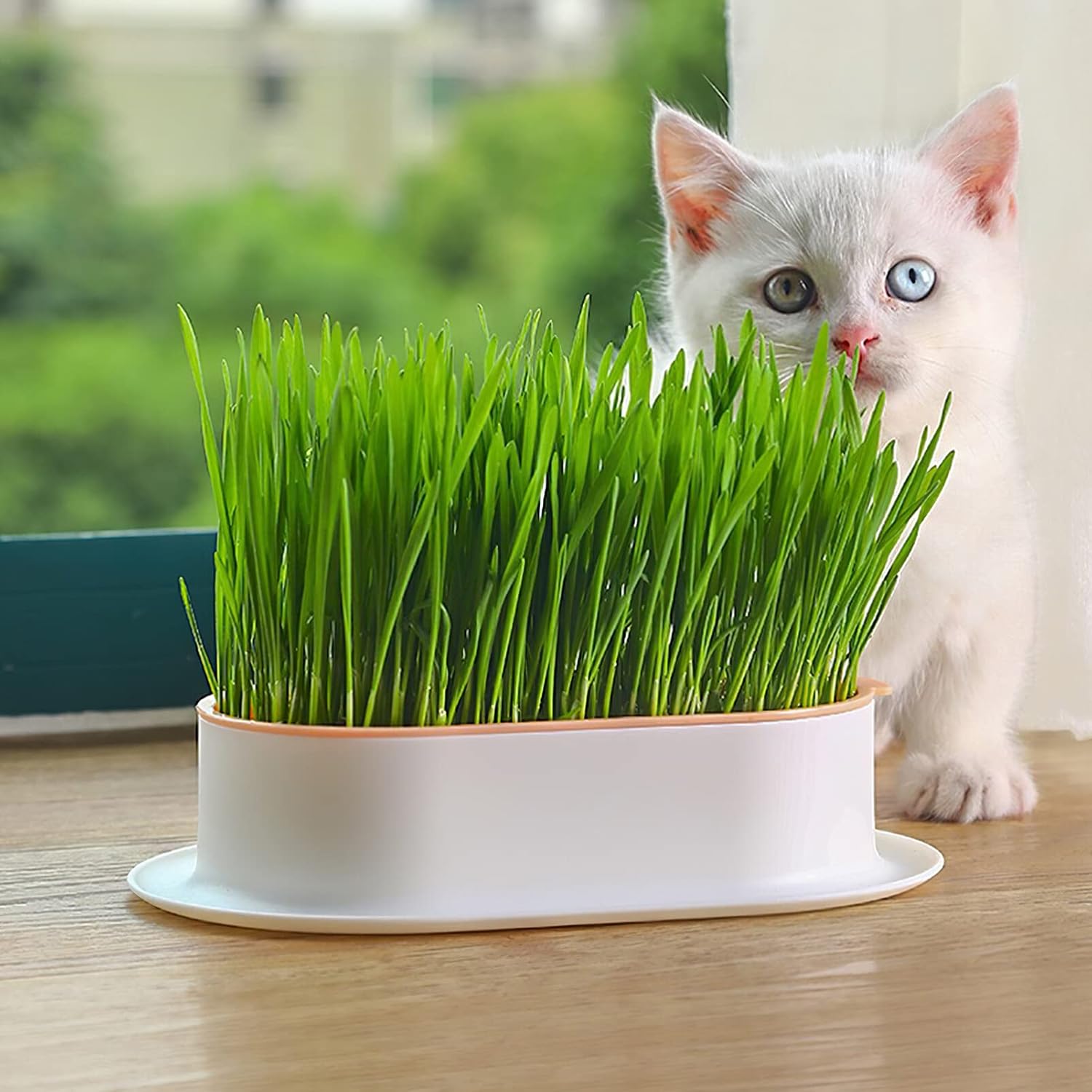 Veemoon Juego de 3 macetas de hierba para gatos, kit de cultivo hidropónico de hierba para gatos, bandeja con agujeros de drenaje, limpia, sin