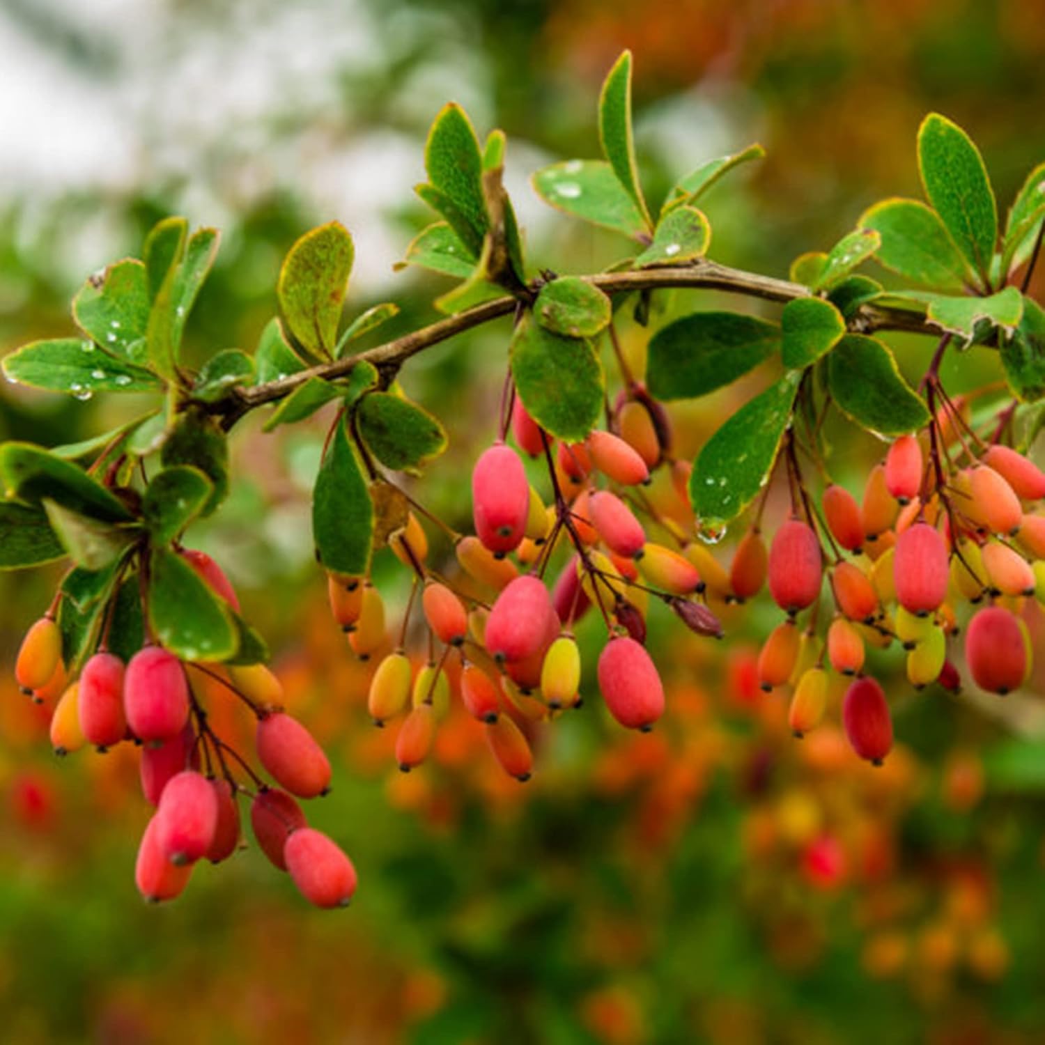 QAUZUY GARDEN 50 piezas de agracejo indio (Berberis Aristata, Mara Manjal) Chutro Sumbal Tree Semillas de cúrcuma hermosas y comestibles llamativas