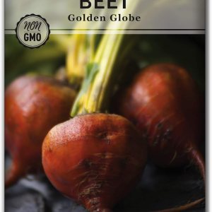 Sow Right Seeds – Semillas de remolacha Golden Globe para plantar – Paquete de reliquia sin OMG con instrucciones para plantar y cultivar un huerto Sow Right Seeds – Semillas de remolacha Golden Globe para plantar – Paquete de reliquia sin OMG con instrucciones para plantar y cultivar un huerto