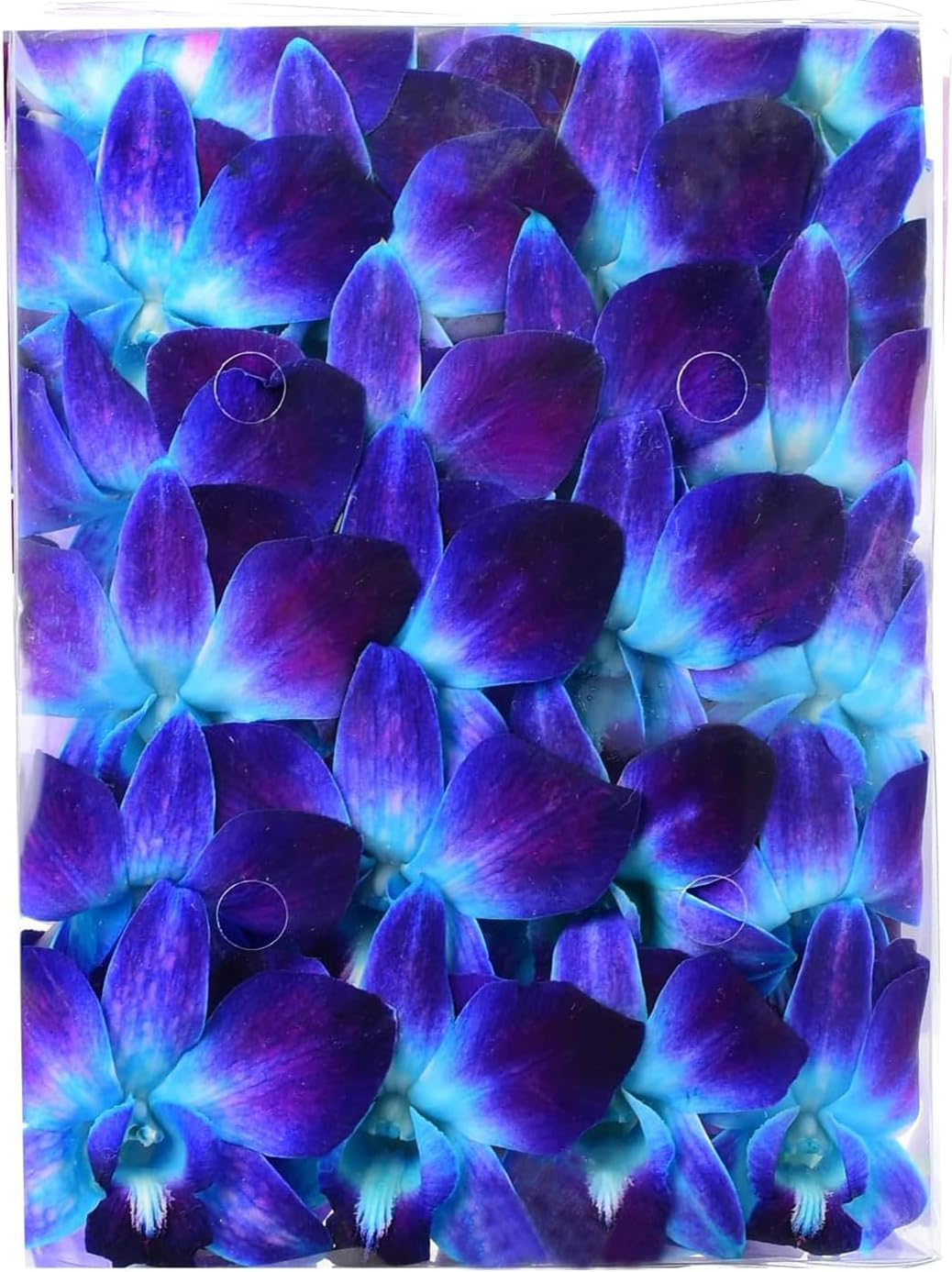 Miami Fresh Orchid Flower OrchidClub USA Sunne Tropical Loose Bloom DIY Lei, decoración de alimentos y bebidas (50 azul)