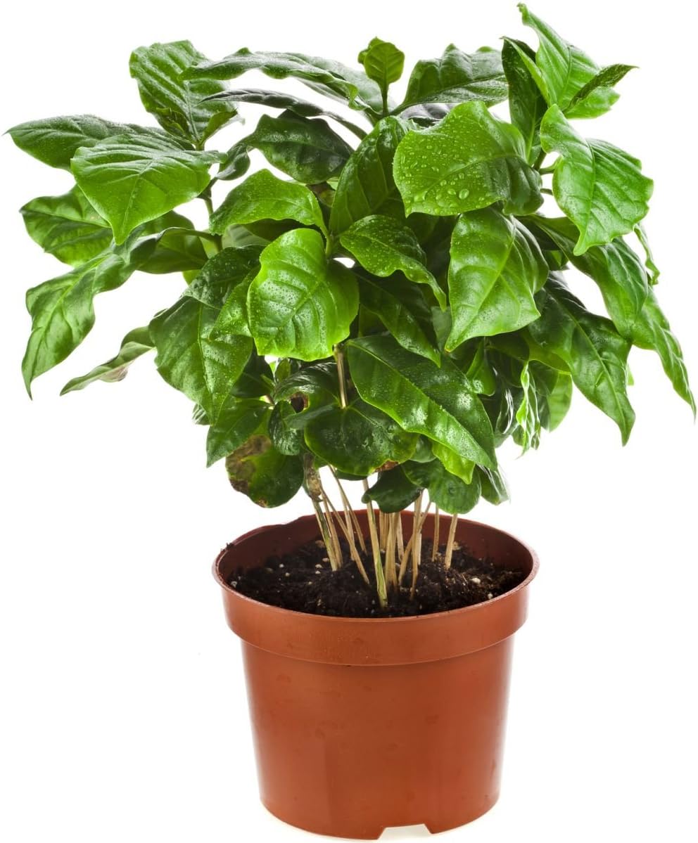 Semillas Árbol de café árabe Enano Montaña Perenne Jardín Flores para Plantar No GMO