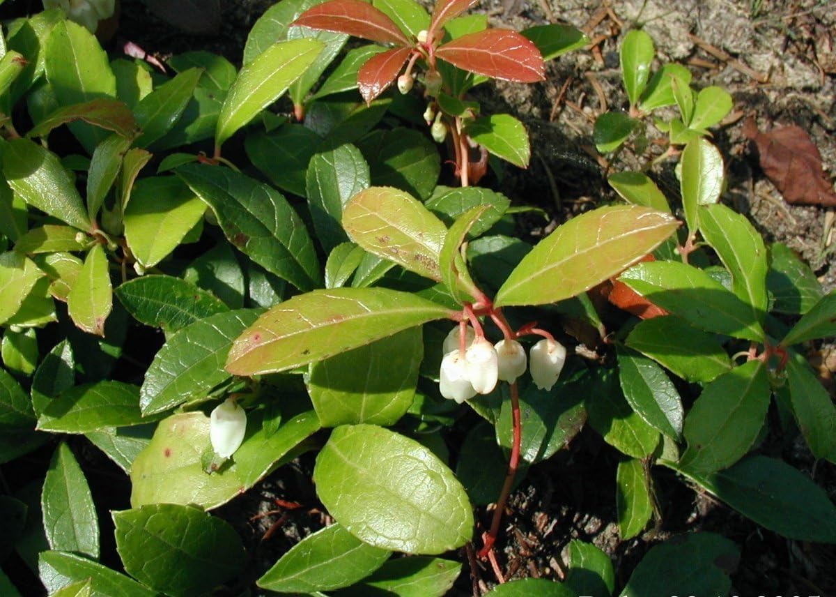 20 semillas de flores de hoja perenne de Gaultheria Procumbens de color verde invernalTEABERRY