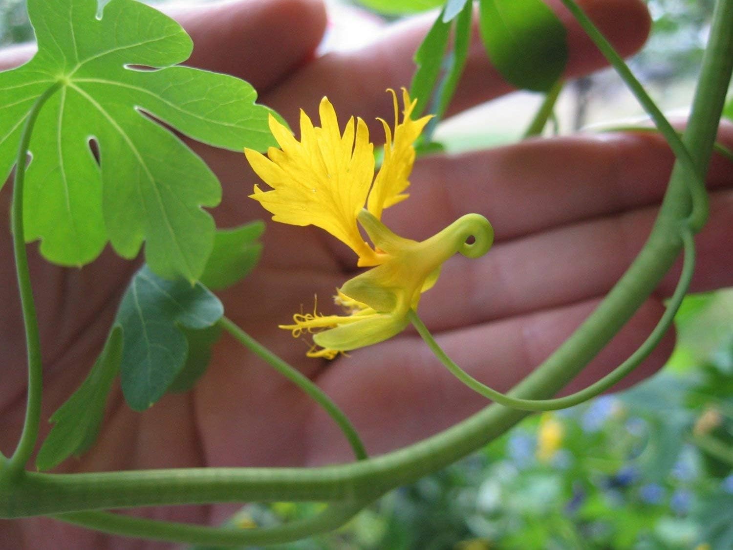 Semillas Canarias Creeper Mix Canarybird Capuchina Berro Indio Flores Anuales