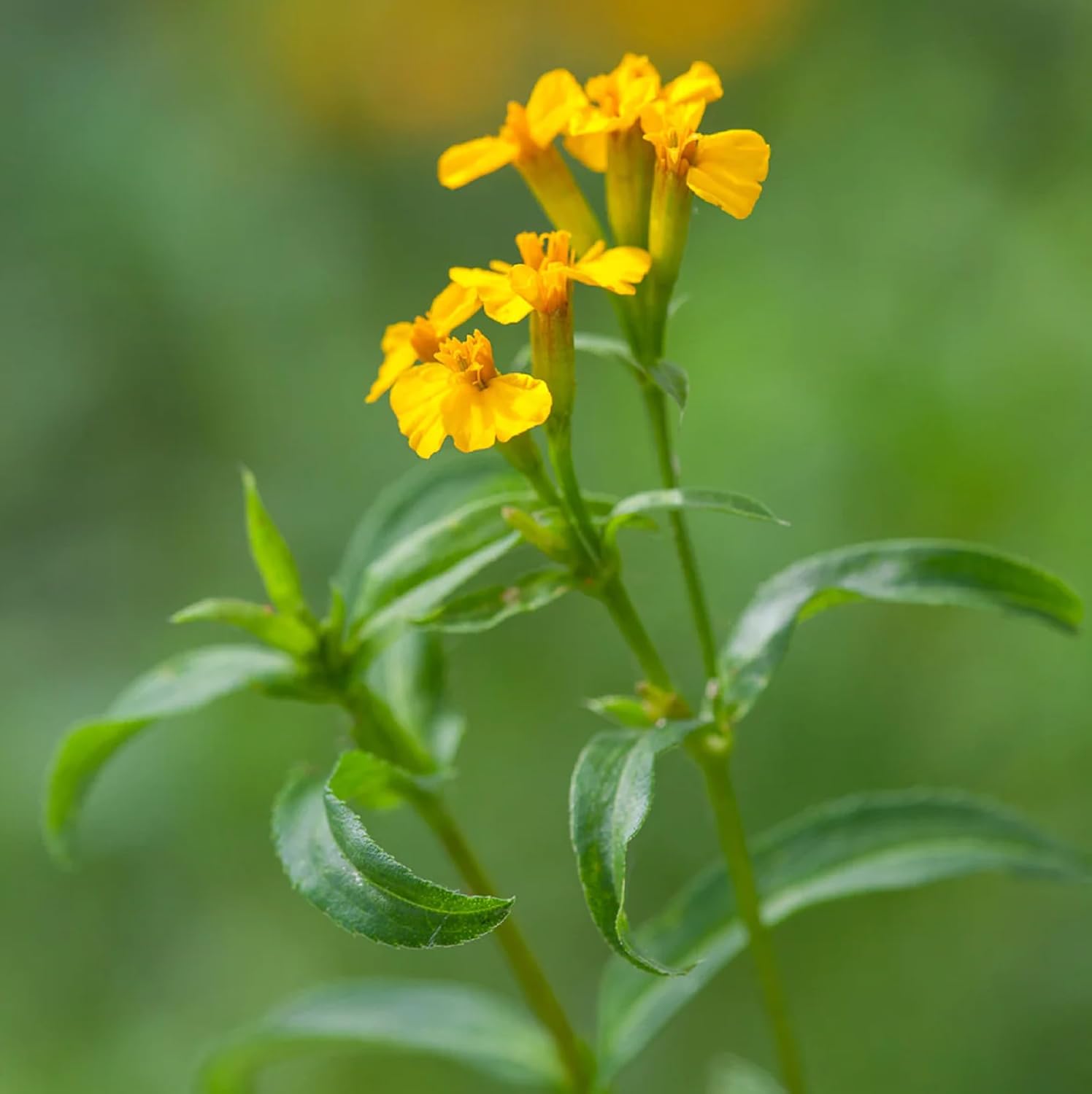CHUXAY GARDEN Semillas de caléndula de menta mexicana 30 semillas encantadoras flores amarillas estragón mexicano condimento comestible plantas