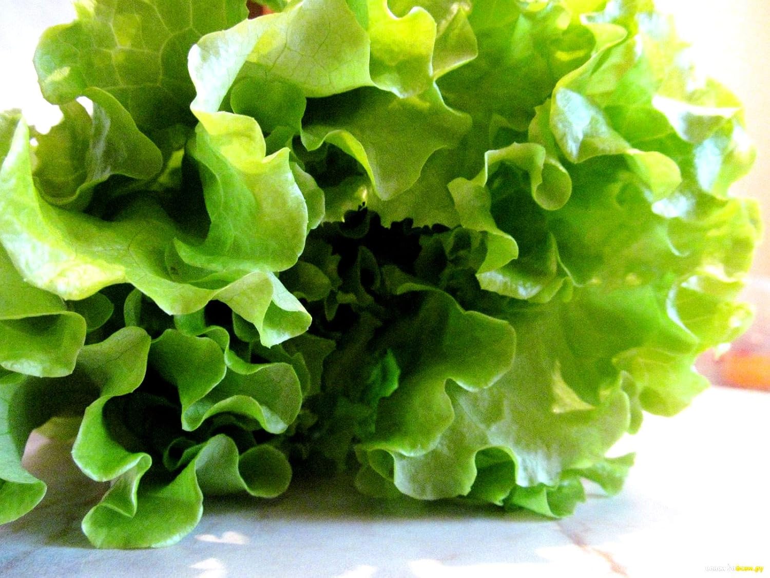 Lechuga de hoja rizada más de 1000 semillas para plantar sin OMG