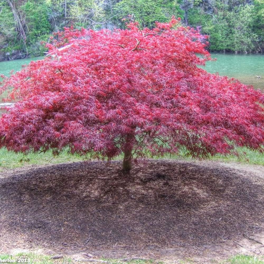 QAUZUY GARDEN 10 semillas de laceleaf llorando arce japonés Laceleaf árbol de arce  Planta colorida y atractiva para casas de jardín, fácil de