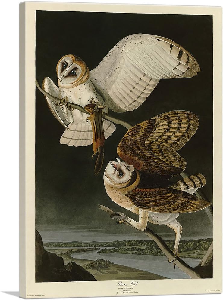 ARTCANVAS John James Audubon – Póster de lienzo con marco estirado, diseño de búho granero, decoración de pared giclée, 26 x 18 pulgadas (0.75