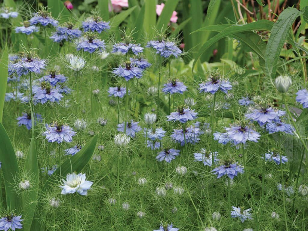 Semillas de flores sin OMG Love in a Mist Nigella damascena (14 Lb) 56,000 semillas