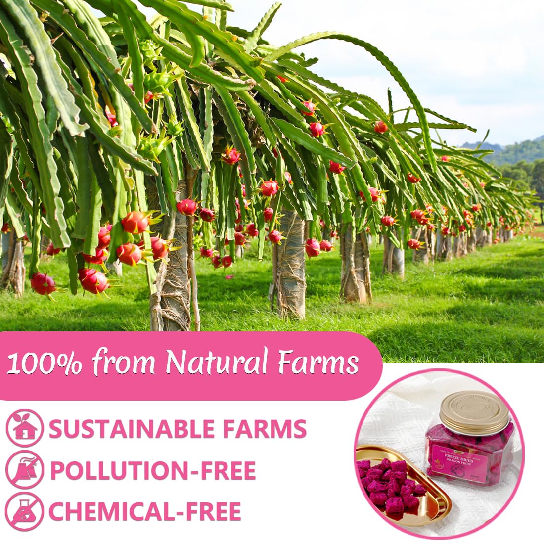 Fruta del dragón liofilizada prémium en cubitos de 2.7 onzas2.72 oz, Pitaya sin azúcar añadido, 1 ingrediente y 100% natural y sin aditivos.