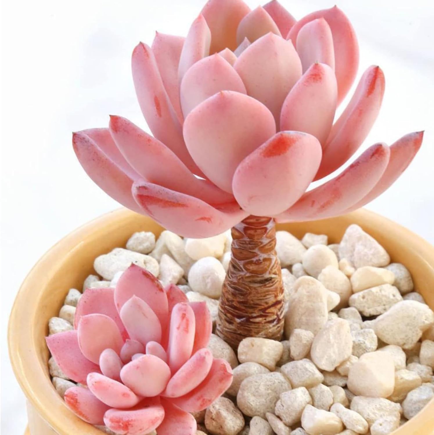 YEGAOL Garden – Semillas de plantas suculentas mixtas fáciles de cuidar, tolerantes a la sequía, decoración de jardín, macetas para interiores y