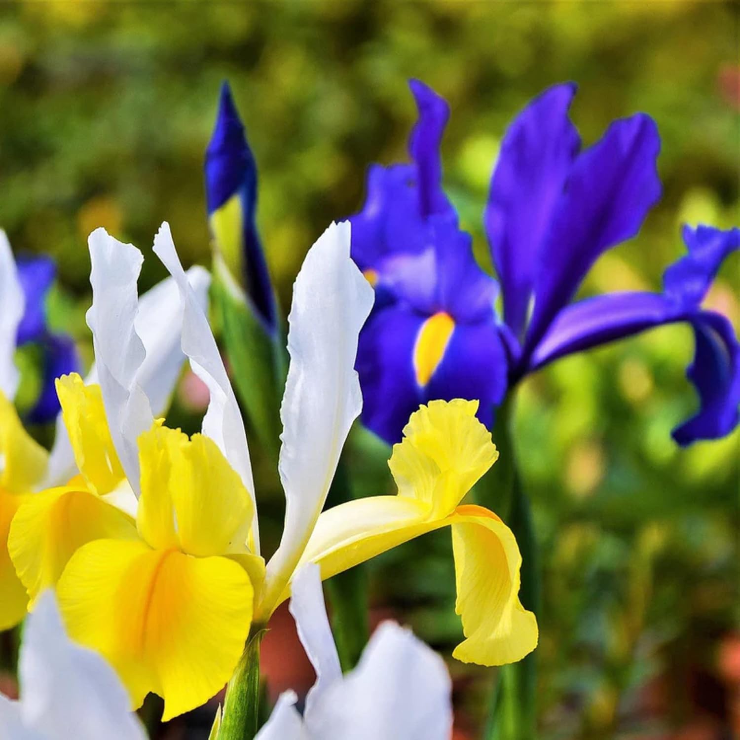 CHUXAY GARDEN Mix Iris Hollandica, semillas de iris holandés, flor de lis, 25 semillas de flores blancas, amarillas, azules, encantadoras, plantas