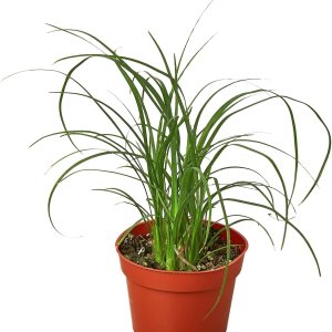 House Plant Shop Palmera ‘cola de caballo’ – Maceta de 4 pulgadas Planta de interior viva Fácil de cuidar Planta de decoración natural Grandes House Plant Shop Palmera ‘cola de caballo’ – Maceta de 4 pulgadas Planta de interior viva Fácil de cuidar Planta de decoración natural Grandes