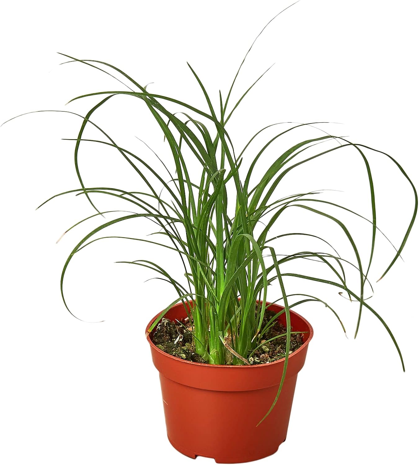 House Plant Shop  Palmera ‘cola de caballo’ – Maceta de 4 pulgadas  Planta de interior viva  Fácil de cuidar  Planta de decoración natural  Grandes