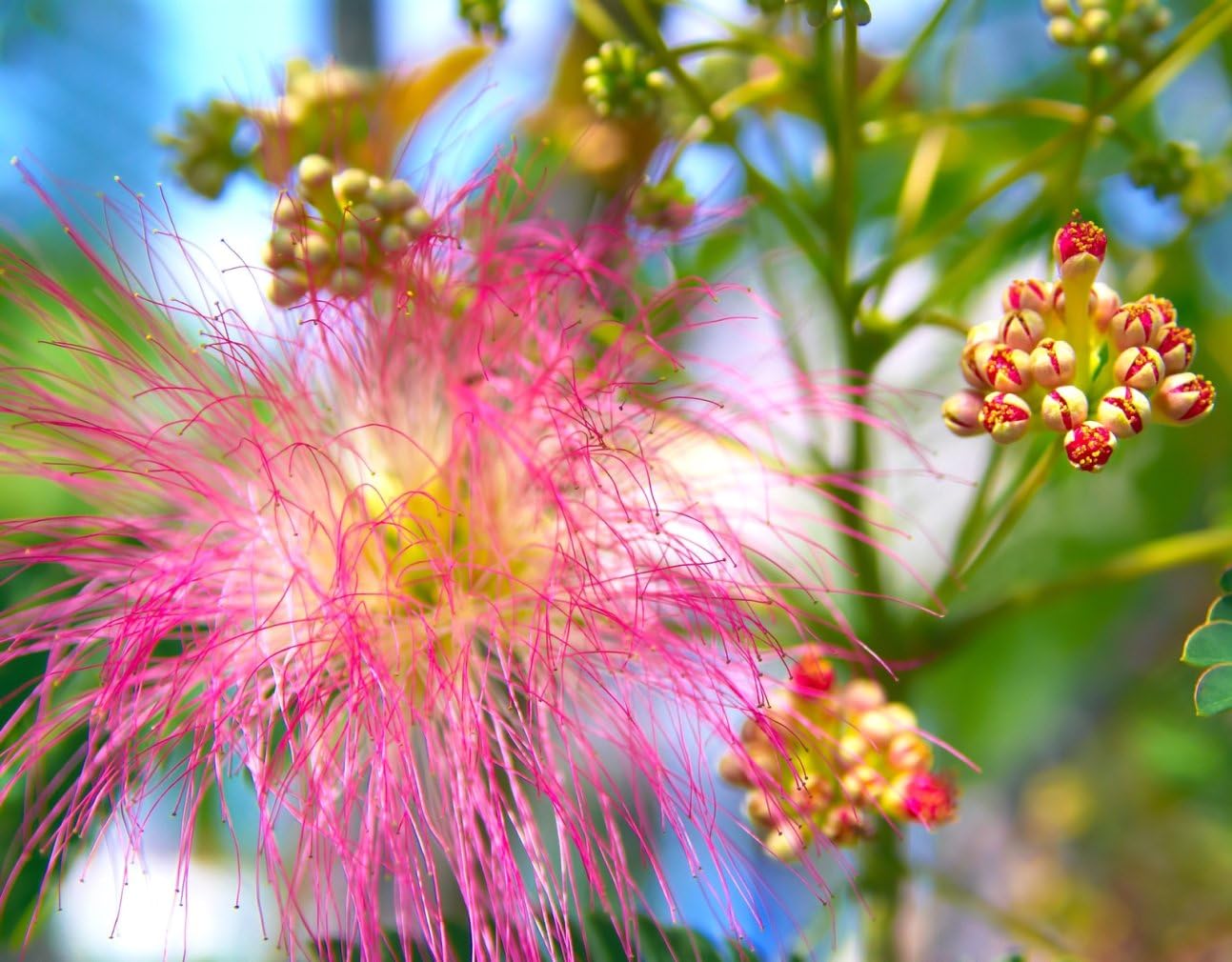Albizia julibrissin Rosea Árbol de Seda Persa Rosa 30 Semillas (Albizia julibrissin f. rosea)