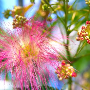 Albizia julibrissin Rosea Árbol de Seda Persa Rosa 30 Semillas (Albizia julibrissin f. rosea) Albizia julibrissin Rosea Árbol de Seda Persa Rosa 30 Semillas (Albizia julibrissin f. rosea)