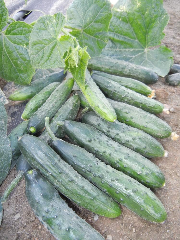 Pepino vegetal April F1 autopolinizado 45 días reliquia para decapado – 10 semillas