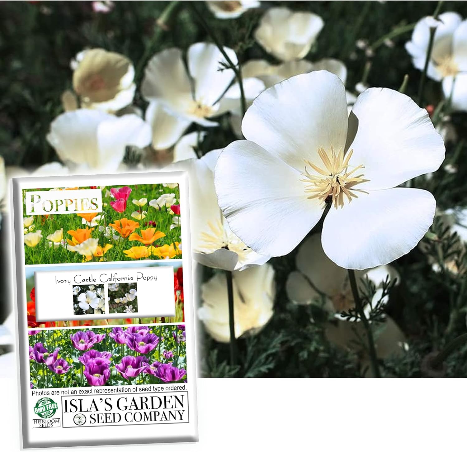 Semillas blancas de amapola de California para plantar “Ivory Castle”, más de 1000 semillas por paquete, semillas de jardín de Isla (semillas de