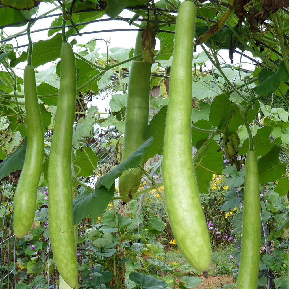 QAUZUY GARDEN 100 semillas de calabaza Cucuzzi Lagenaria siceraria, calabaza italiana, calabacín cucuzzi, calabaza de serpiente, polinización