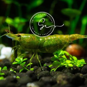 10 Manzana Verde Acuario de Agua Dulce Llegada Viva Guarante 10 Manzana Verde Acuario de Agua Dulce Llegada Viva Guarante