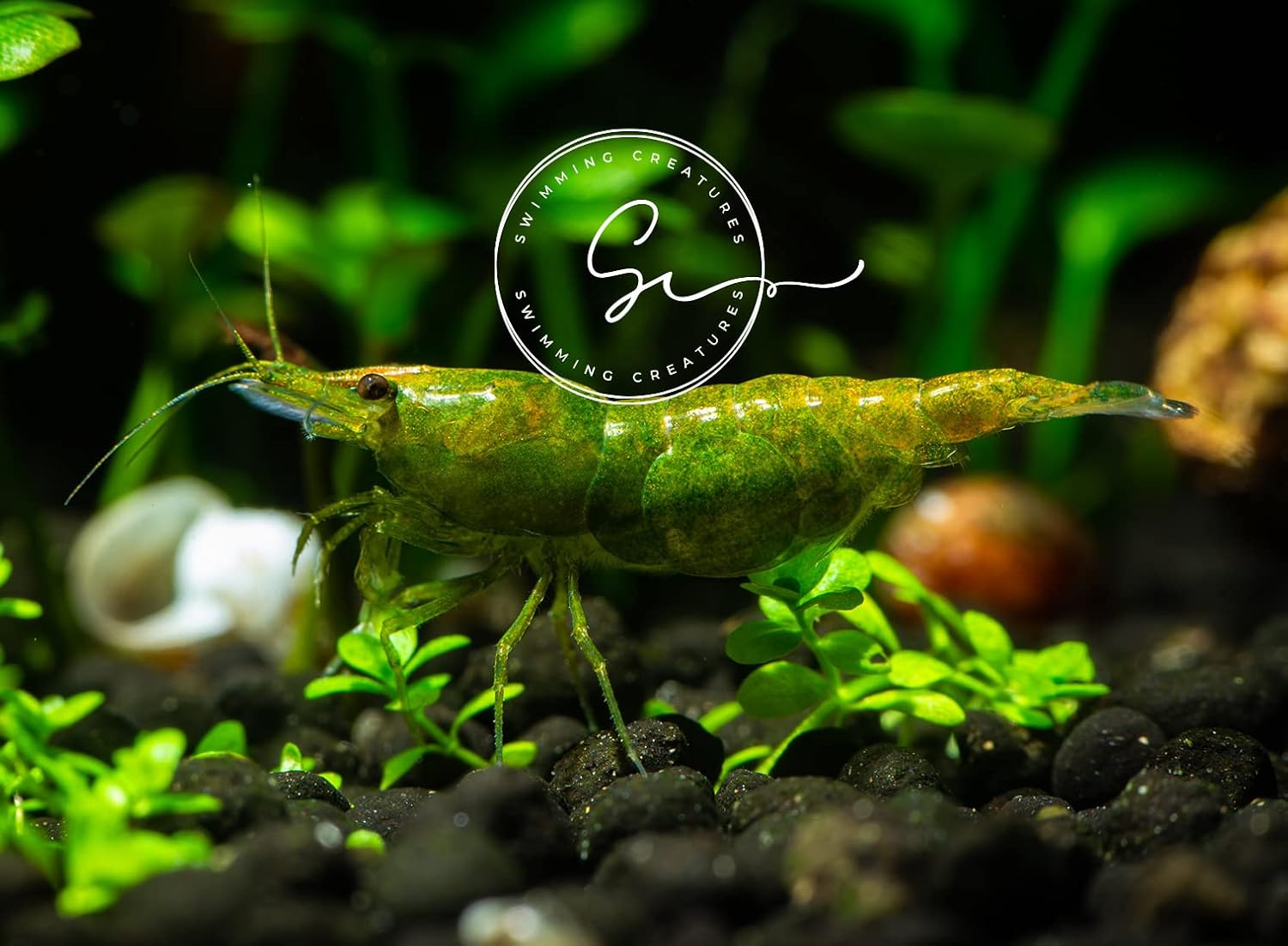 10 Manzana Verde Acuario de Agua Dulce Llegada Viva Guarante