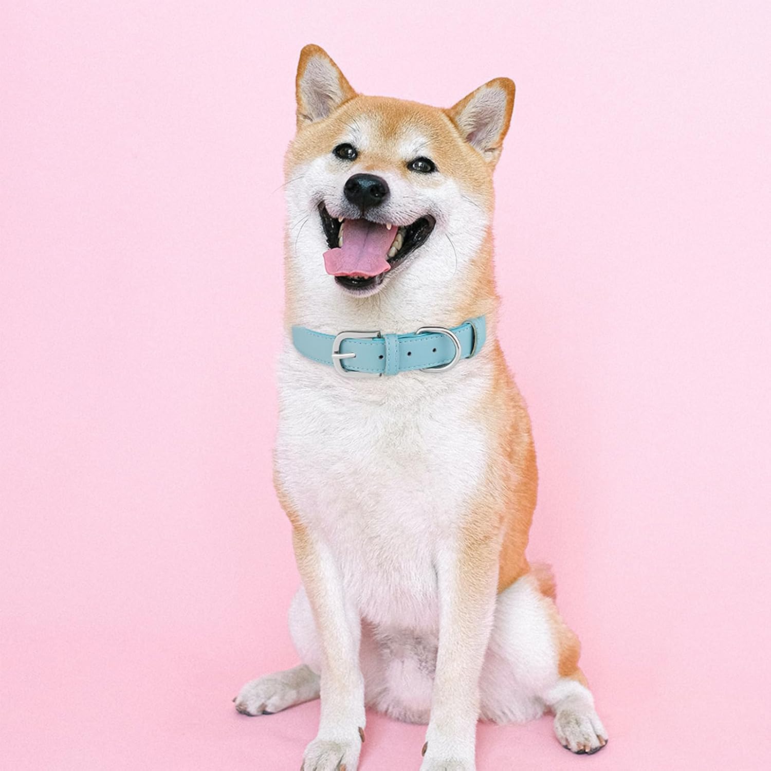 WimuPath Collar de cuero para perro pequeño, mediano y grande, ajustable, impermeable, con hebilla de aleación, resistente para cachorros y gatitos